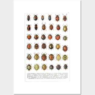 Ladybird Beetles Vintage Scientific Posters and Art